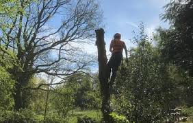 Check spelling or type a new query. Do I Need A Permit To Cut My Trees Tree Surgeon In Colchester