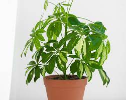 The dwarf hawaiian umbrella tree is one of the easiest bonsai to maintain and does extremely well in low light environments, making it perfect for the office or home. How To Grow Umbrella Tree