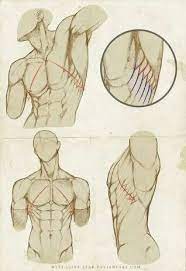 This video is about muscles of the torso. Pin By Mniluefar On Desenhos Anatomy Art Human Figure Drawing Anatomy Sketches