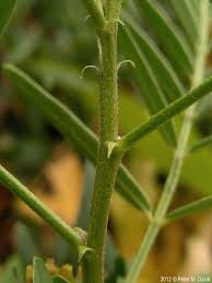 Image result for Aeollanthus neglectus