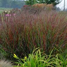 Prairie winds® 'apache rose' panicum virgatum uspp 29,142, can 5,651. Panicum Virgatum Cheyenne Sky Pp23209 Walters Gardens Inc