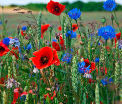 10 Saatkugeln Fotografie Blumen Einjahrige Blumen Schone Blumen