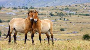 Wild Horses Archives Habitat For Horses