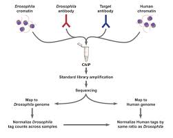 Insights into their influence on gene expression protocols. A Novel Spike In Strategy For Chip Seq
