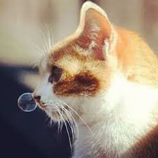 Kedilerin Viral Solunum Yolu Enfeksiyonu Feline Calicivirus