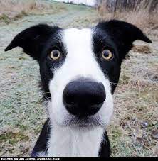 Not Found Border Collie Collie Dog Person