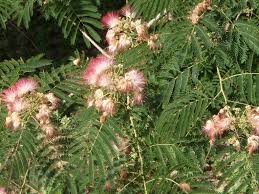 Mimosa tree (albizia julibrissin, var. Albizia Julibrissin Mimosa Persian Silk Tree Pink Silk Tree Silk Tree North Carolina Extension Gardener Plant Toolbox