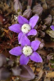 Image result for Raphionacme hirsuta