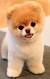 Short Hair Pomeranian Mix