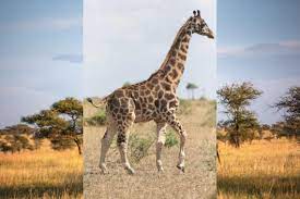 Короткий жираф