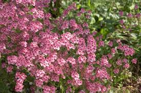 Image result for Diascia