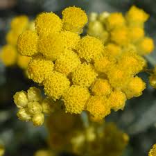 Image result for Helichrysum
