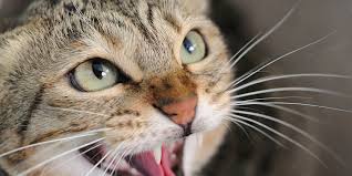 A cat tongue holds 4 different types of papillae. Stress In Cats International Cat Care