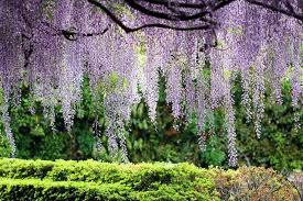 Pin On Plants Nature Esthetic