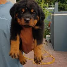 Puppies for adoption in malaysia. Search Results Pet Sales Malaysia