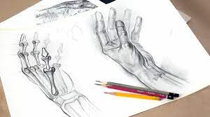 Рисунок руки человека