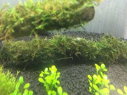 水草レイアウトとセットして1週間 水草の成長過程や思ったことを書いていく Aquarium Favorite