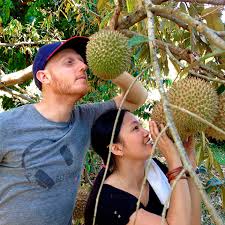 Musim durian berakhir di balik pulau, penang.huhuhu. Main Home Bao Sheng Durian Farm Discovery Of Numb Durians
