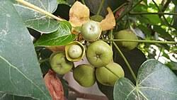 Image result for Thespesia populneoides