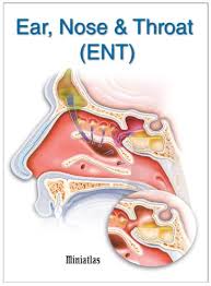 The ears and nose are sensory organs, which are necessary for the senses of hearing, balance, and smell. Ear Nose Throat Ent Miniatlas Ebook Lepori Luis Raul Amazon In Kindle Store
