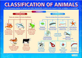 Dichotomous Key Vertebrates And Invertebrates Animal Classification Animal Classification Activity