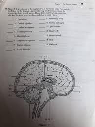 In this article, we concentrate on the digestive system. Solved 141 Chapter 7 The Nervous System 18 Figure 7 5 Is A Chegg Com