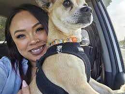 Lost dog found in traffic at Montana and Cotton