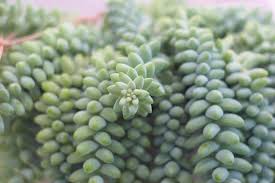 A donkey's tail plant (sedum morganianum), is also called a burro's tail plant. Donkey S Tail Plant Care Growing Guide