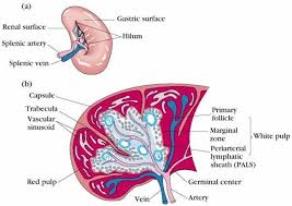 Spleen Location Diagram Koibana Info Body Organs Diagram Lymphatic System Anatomy Body Diagram