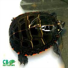 Die midland painted turtle ist eine gute option für anfänger schildkrötenhalter, wie es ist zahm, robust und angenehm zu beobachten. Eastern Painted Turtles For Sale Online Baby Painted Turtle For Sale Painter Turtles For Sale Near Me Turtle Store