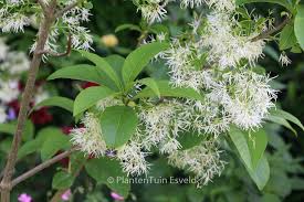 Image result for Chionanthus niloticus