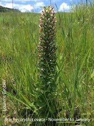 Image result for Brachycorythis ovata