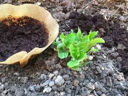 Im garten ist kaffeesatz vielfältig einsetzbar. Pin Auf Garten