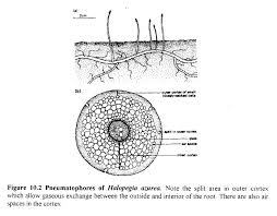 Image result for Halopegia azurea