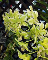 Dendrobium Burana Green Variegata Orchids Plants Green Flowers