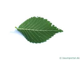 Die ulmen (ulmus), auch rüster, rusten oder effe genannt, bilden eine pflanzengattung in der familie der ulmengewächse (ulmaceae). Berg Ulme Ulmus Glabra