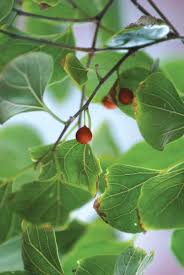 Image result for Celtis sinensis