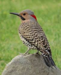 Black And White Spotted Bird Ontario Northern Flicker Birds And Blooms Northern Flicker Pet Birds Backyard Birds