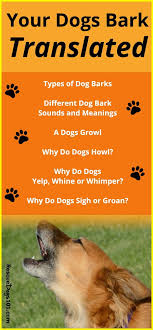 Pin On A Dog Training Online Class