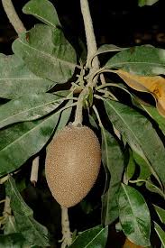 Image result for Manilkara zapota