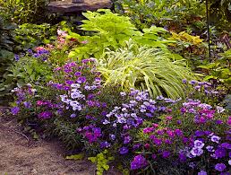 They are foundation plants in a garden. Colorful Shade Garden Combos Garden Gate