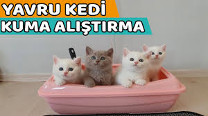 Yavru Kedilere Nasil Kum Egitimi Verilir Kum Egitimi Cok Basit Youtube