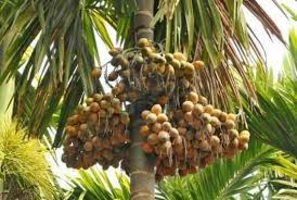 Anak bulan dan bintang, 5 bilah keris , 2 ekor harimau, pokok melaka, bunga raya, jata sabah, pokok pinang dan jambatan pulau pinang, warna merah,hitam putih dan kuning, burung kenyalang, bintang pecah 14. Buah Pinang For Health Therapy Steemit