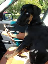 Black And Tan Bloodhound Husky Bloodhound Golden Retriever Mastiff Mix Blue Eyes Black And Tan Coat Mastiff Mix Bloodhound Animals