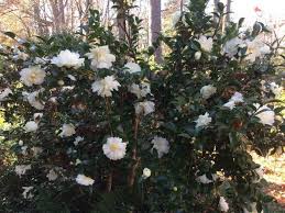 This Item Is Unavailable Etsy Plants Cool Plants Yuki