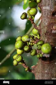 Image result for Ficus bubu