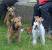 White Wire Fox Terrier