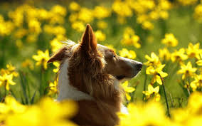 Browse a wide range of dog images and find high quality and professional pictures you can use for free. Download Wallpaper 1680x1050 Dogs Flowers Blurry Ears Face Profile Widescreen 16 10 Hd Background
