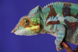We did not find results for: Chameleon Facts You Ll Never Forget