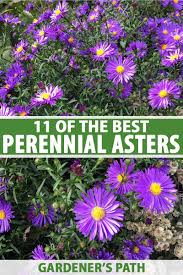 Tik tok has turned character types as colors into a trend so here's my take on it! 11 Of The Best Perennial Asters For Late Summer Color Gardener S Path